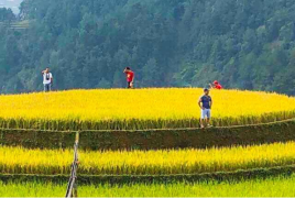 Mu Cang Chai