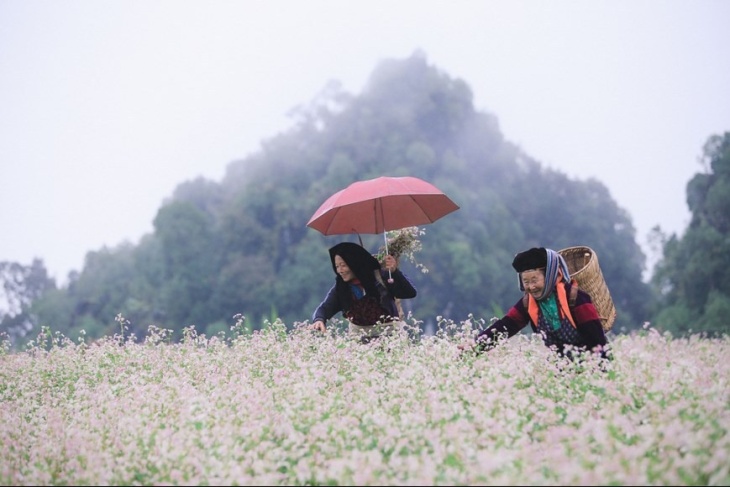 A Must-See In Ha Giang: Immerse In The Buckwheat Flower Festival 2025