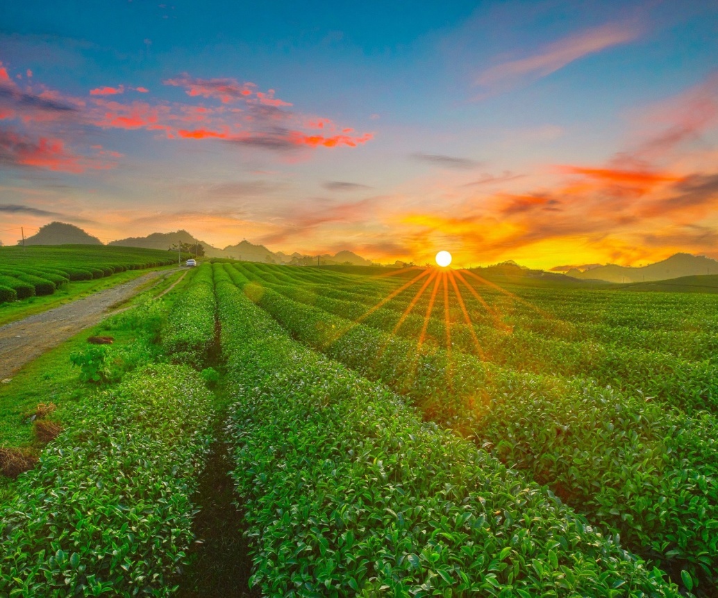 Top 11 Best Things To Do In Moc Chau, Vietnam