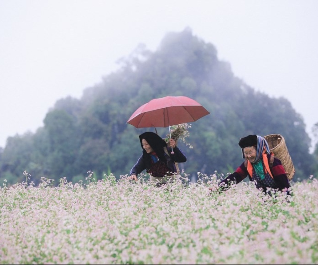 A Must-See In Ha Giang: Immerse In The Buckwheat Flower Festival 2025
